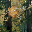 Falling Leaf